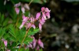 Dicentra formosa. Соцветие. Вологодская обл., Кирилловский р-н, г. Кириллов, в культуре. 12.07.2024.