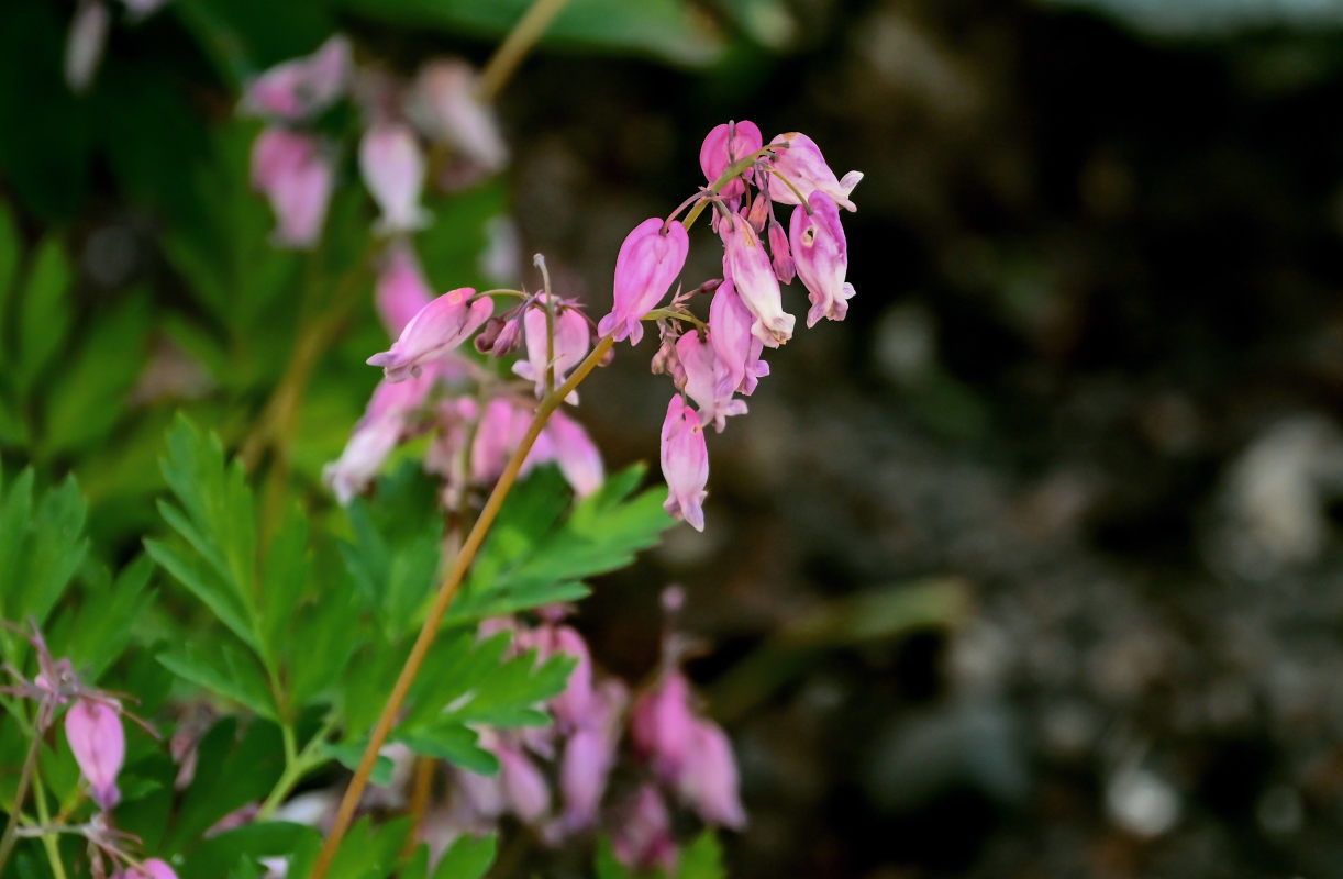 Image of Dicentra formosa specimen.