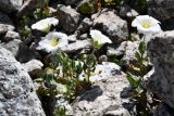 Cerastium lithospermifolium. Цветущие растения с кормящимся комаром. Казахстан, Заилийский Алатау в окр. г. Алматы, Большое Алматинское ущ., р-н Космостанции, ≈3500 м н.у.м., осыпь крупных гранитных обломков. 27 июля 2024 г.