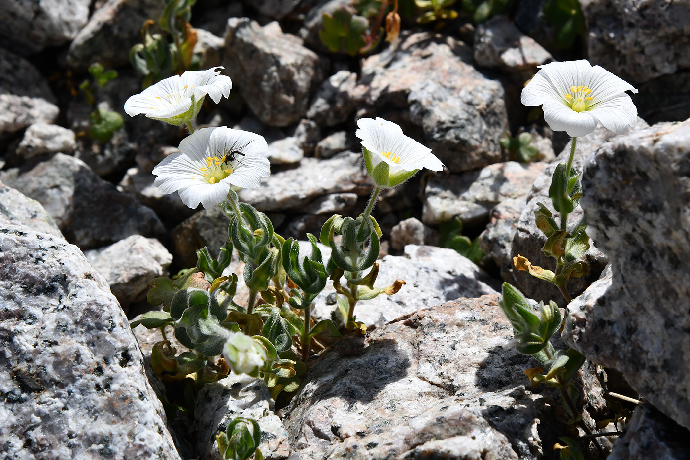 Image of Cerastium lithospermifolium specimen.