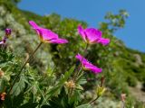 Geranium sanguineum