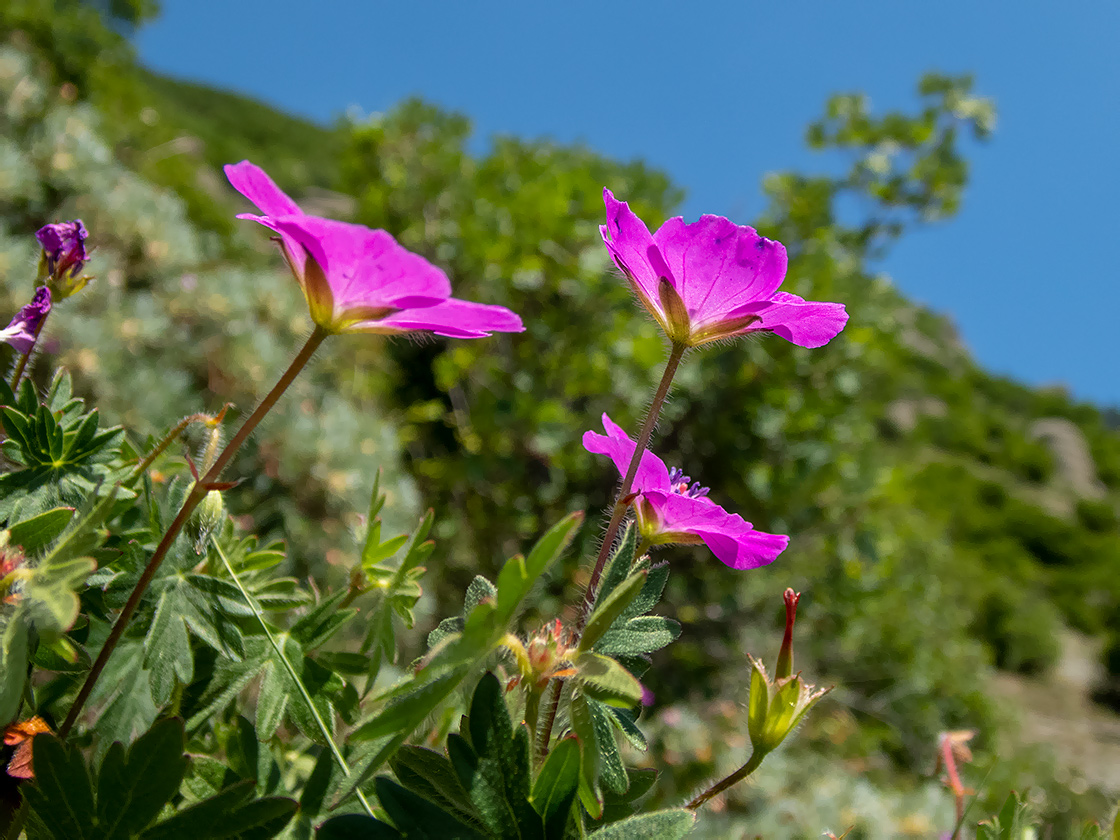 Изображение особи Geranium sanguineum.