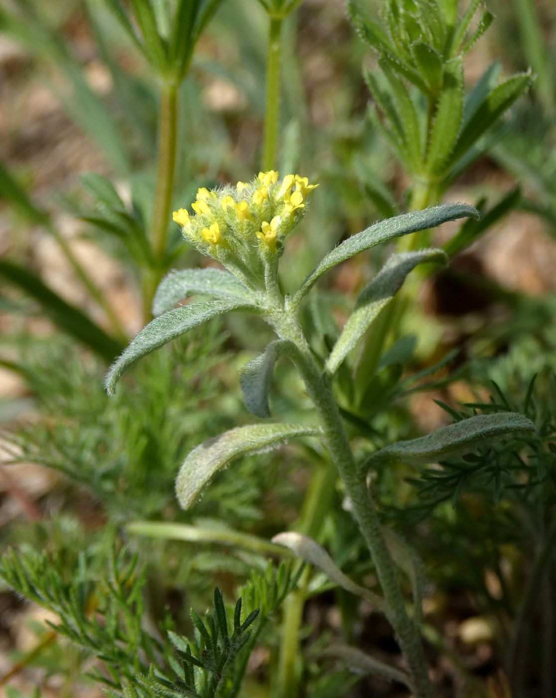 Image of Alyssum turkestanicum var. desertorum specimen.