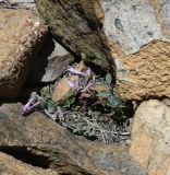 View full-size image Corydalis rutifolia