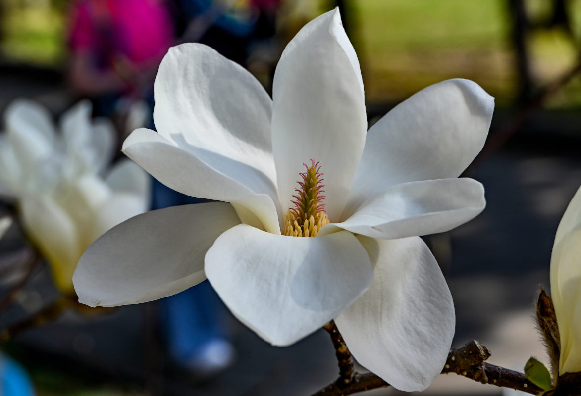 Image of Magnolia denudata specimen.