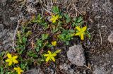 Смотреть изображение Hypericum humifusum