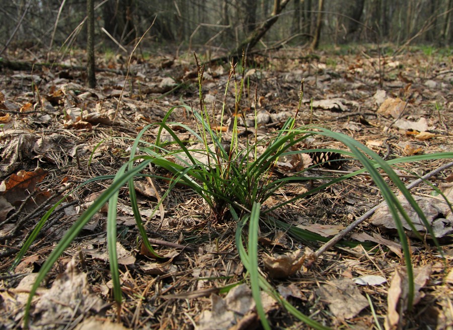 Изображение особи Carex digitata.