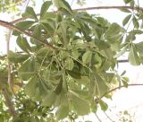 Adansonia digitata. Верхушка ветви с листьями (вид снизу). Израиль, кибуц Эйн-Геди, ботанический сад. 22.02.2011.
