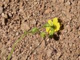 View full-size image Helianthemum nummularium