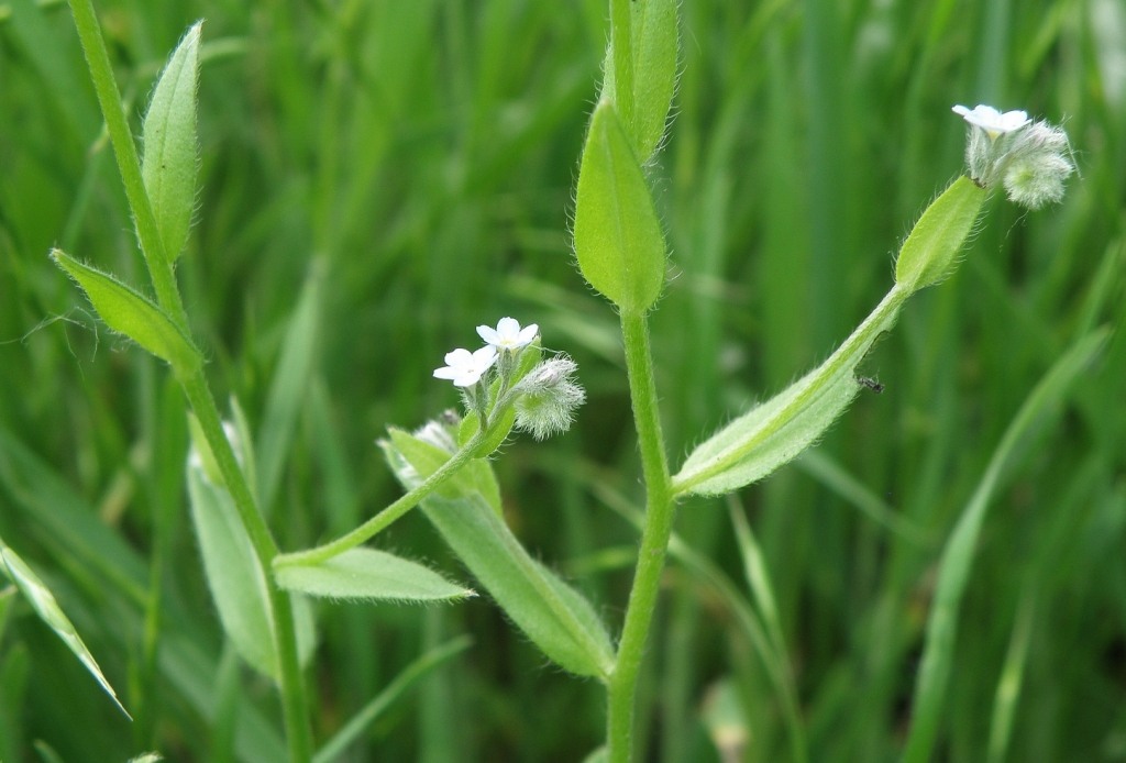 Изображение особи Myosotis arvensis.