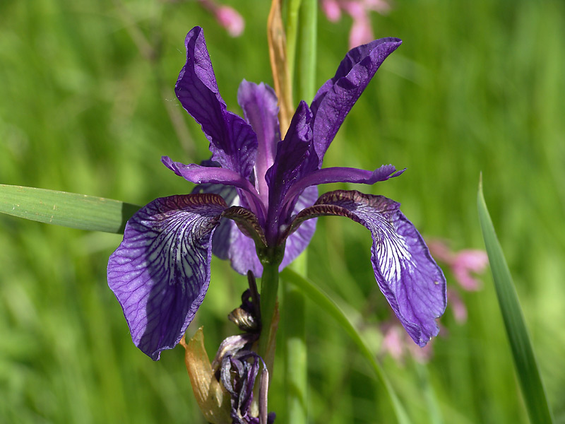 Image of Iris sibirica specimen.