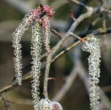 Populus tremula. Часть веточки с мужскими соцветиями. Московская обл., Раменский р-н, окр. дер. Хрипань, садовый участок. 28.04.2011.