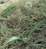 Allium tulipifolium