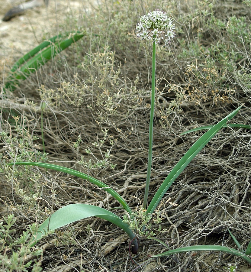 Image of Allium tulipifolium specimen.