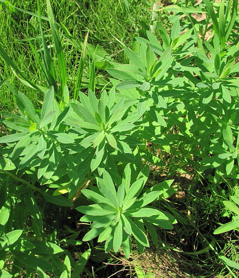 Изображение особи Euphorbia borodinii.