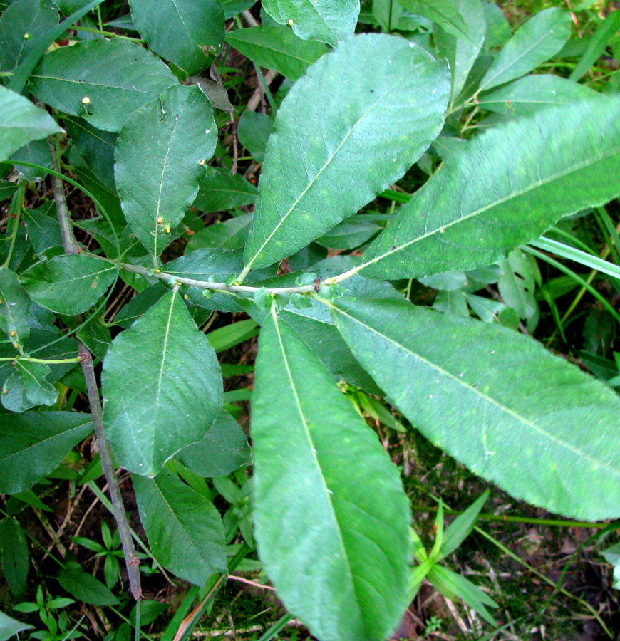 Image of Salix &times; multinervis specimen.