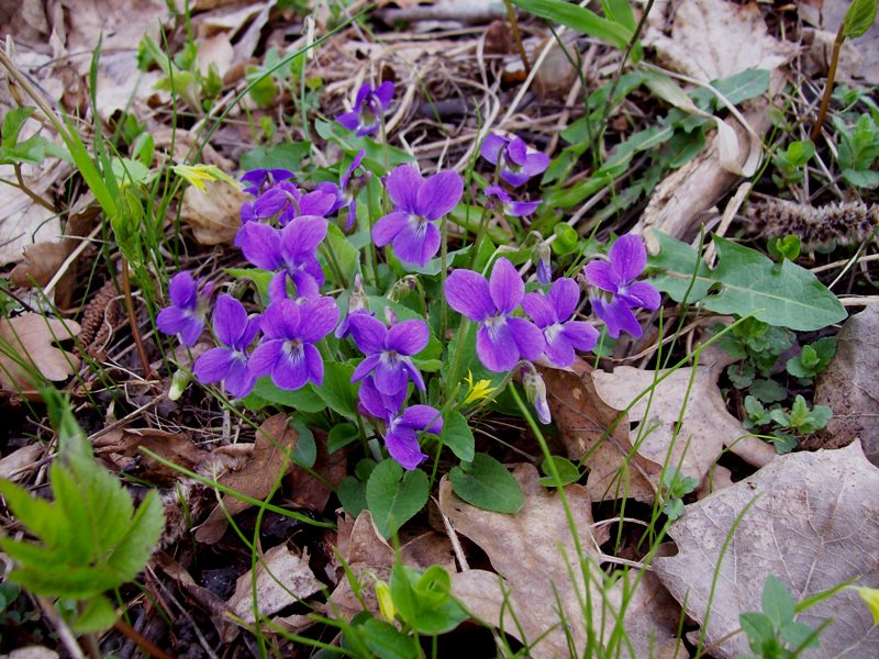 Image of Viola hirta specimen.