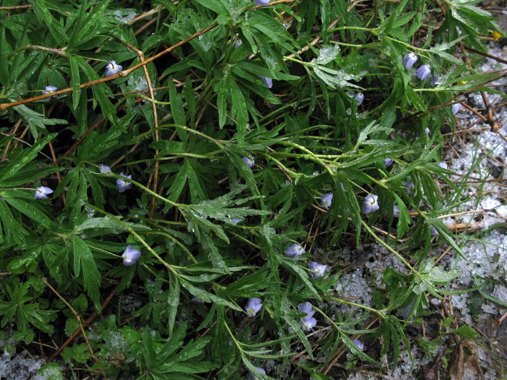 Image of Anemone caerulea specimen.