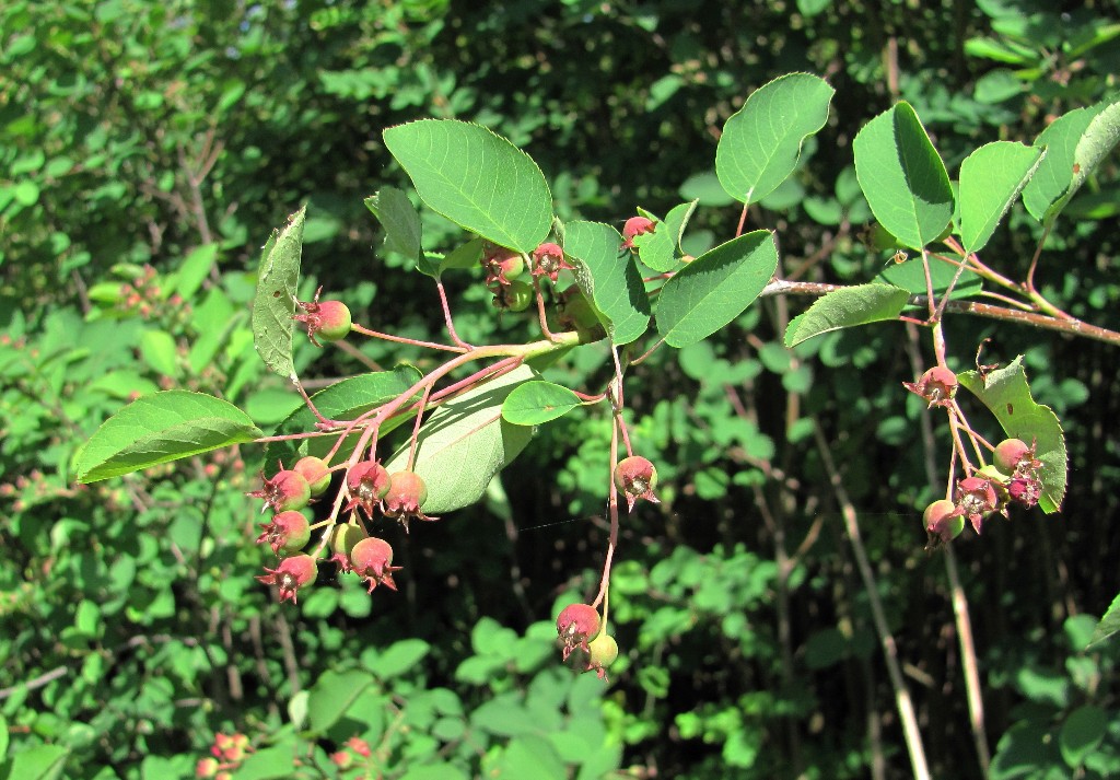 Image of Amelanchier spicata specimen.