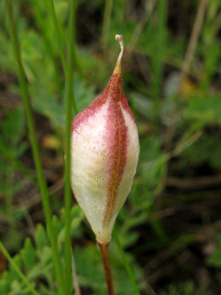 Image of Tulipa uniflora specimen.