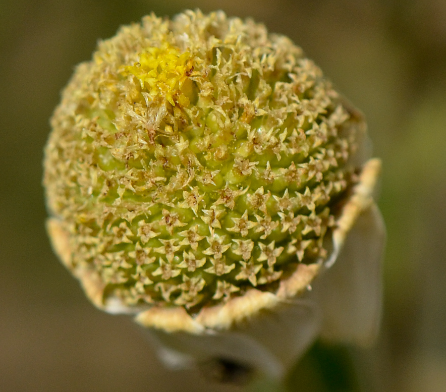 Image of Anthemis leucanthemifolia specimen.