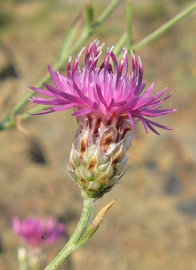 Image of Centaurea stankovii specimen.