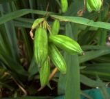 Iris pseudacorus. Соплодие с незрелыми плодами. Курская обл., г. Железногорск, вдхр. на р. Погарщина. 5 июля 2007 г.