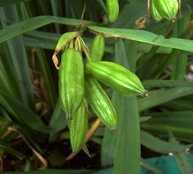 Image of Iris pseudacorus specimen.