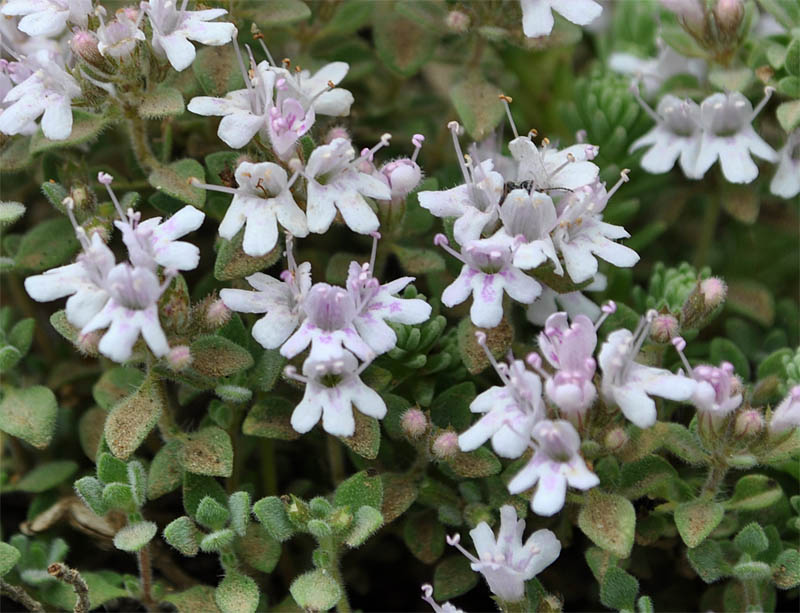 Изображение особи Thymus trautvetteri.