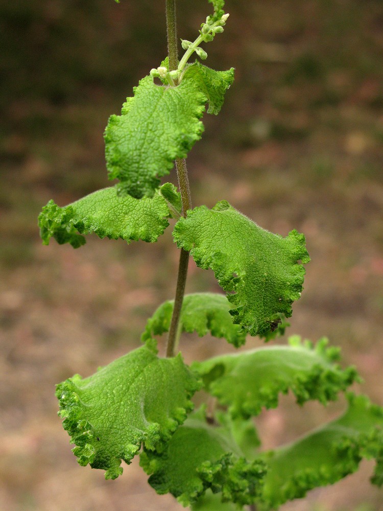 Image of Teucrium scorodonia specimen.