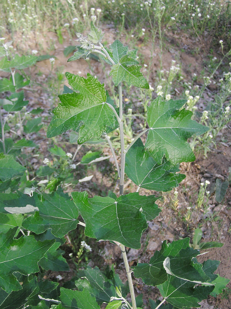 Изображение особи Populus alba.