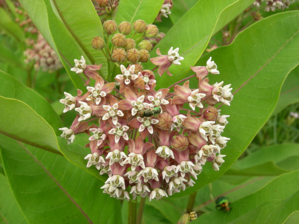 Изображение особи Asclepias syriaca.