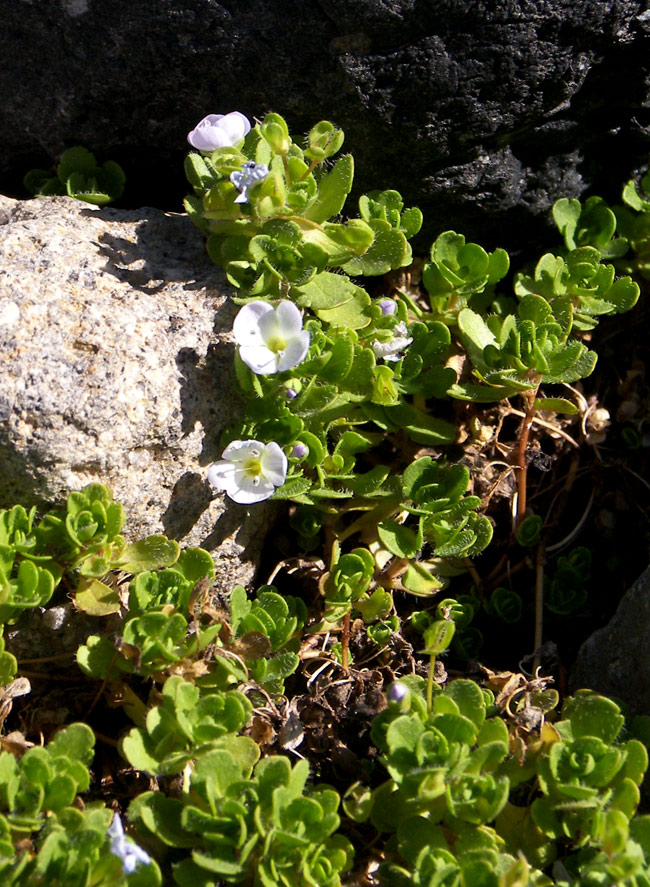 Image of Veronica glareosa specimen.