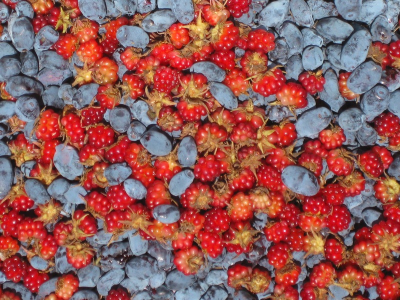 Image of Rubus arcticus specimen.