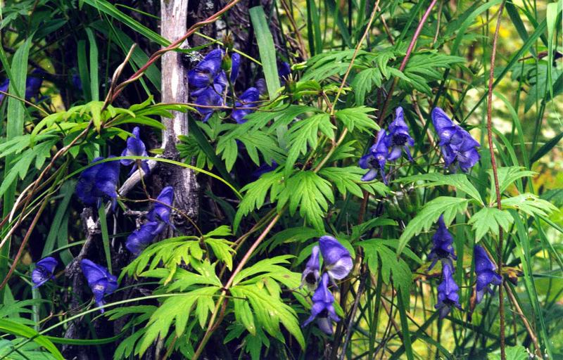 Image of Aconitum woroschilovii specimen.