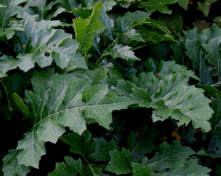 Image of genus Acanthus specimen.