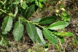 Salix myrsinifolia. Верхушка побега. Архангельская обл., Вельский р-н, окр. пос. Усть-Шоноша, рудеральный луг. 14.08.2012.