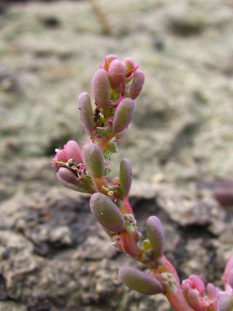 Image of genus Suaeda specimen.