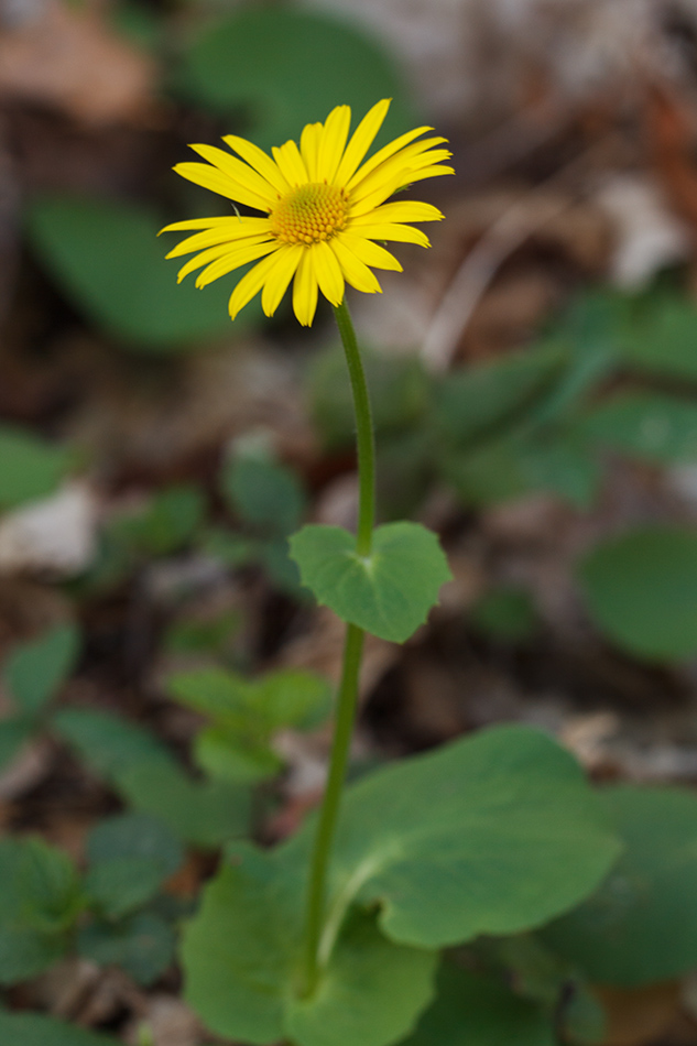 Image of Doronicum orientale specimen.