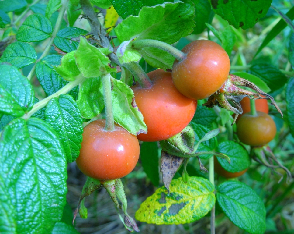 Изображение особи Rosa rugosa.