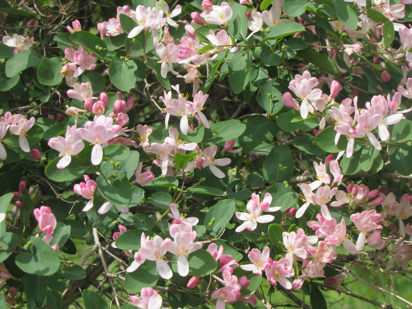 Image of Lonicera tatarica specimen.