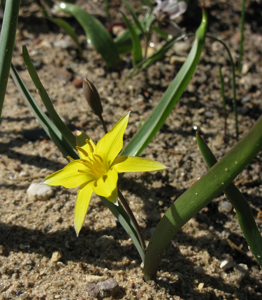 Image of Tulipa dasystemonoides specimen.