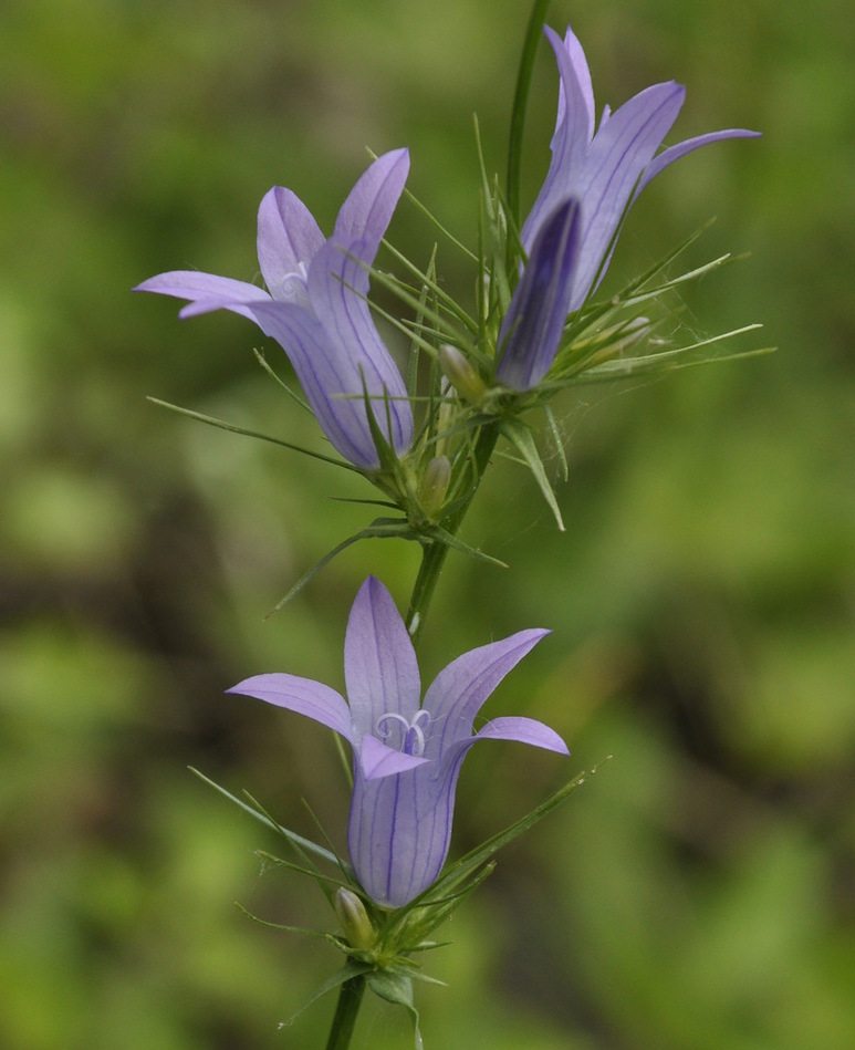 Image of genus Campanula specimen.