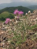 Centaurea vankovii. Цветущее растение. Крым, Южный склон Демерджи. 7 июня 2013 г.