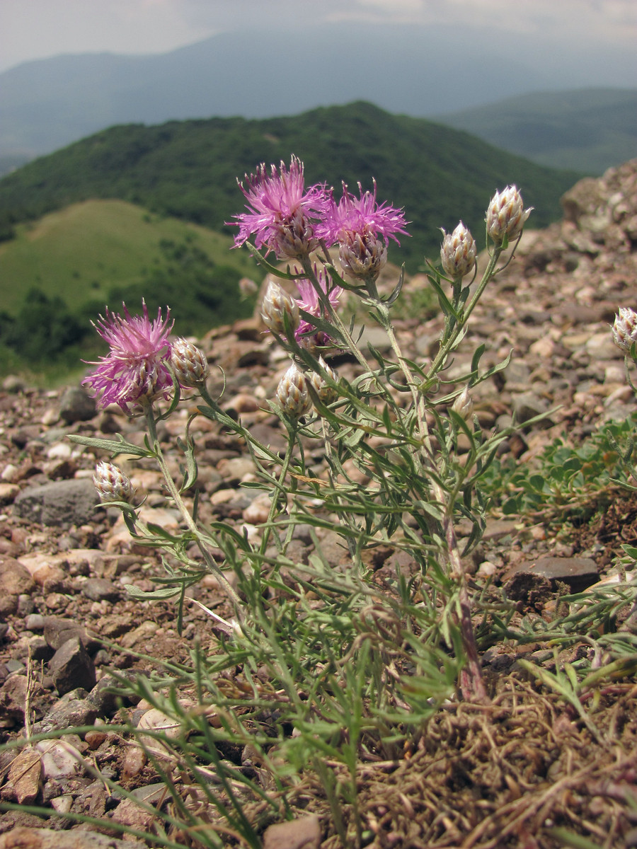 Image of Centaurea vankovii specimen.