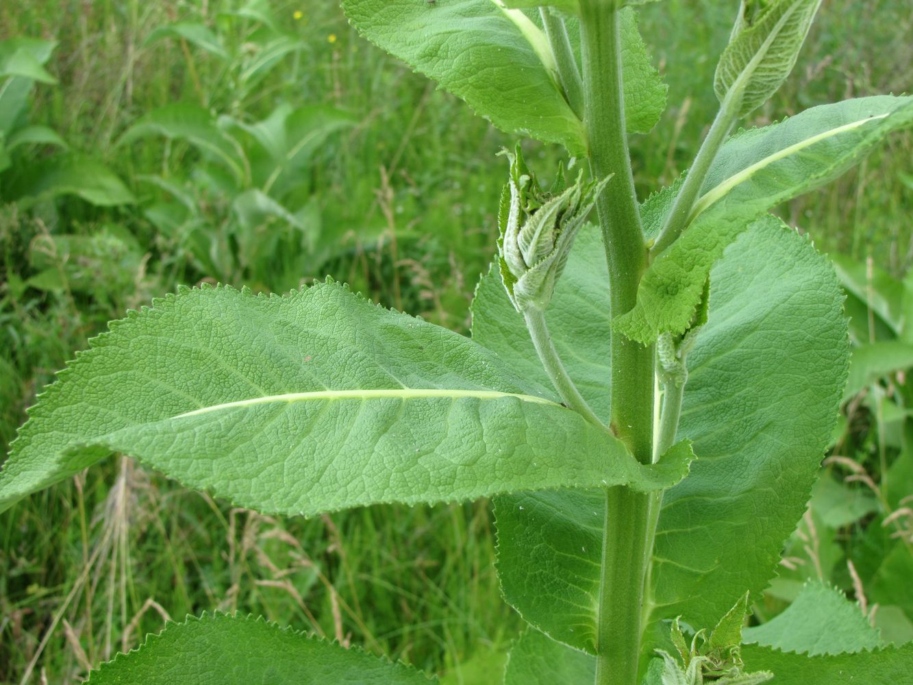 Image of Inula helenium specimen.