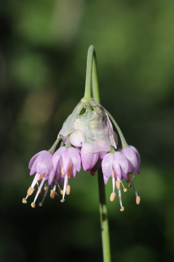 Изображение особи Allium cernuum.