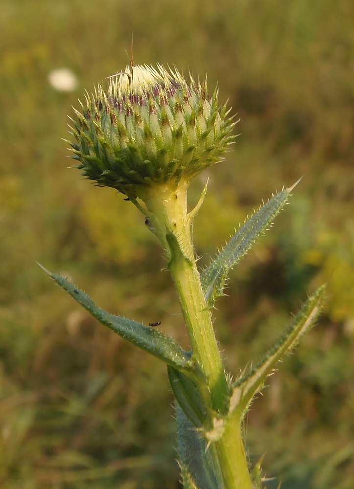 Изображение особи Cirsium ukranicum.