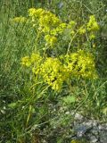 Смотреть изображение Patrinia intermedia