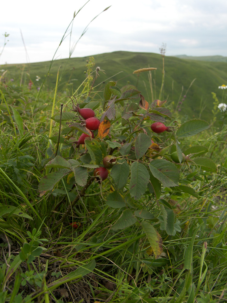 Image of Rosa buschiana specimen.